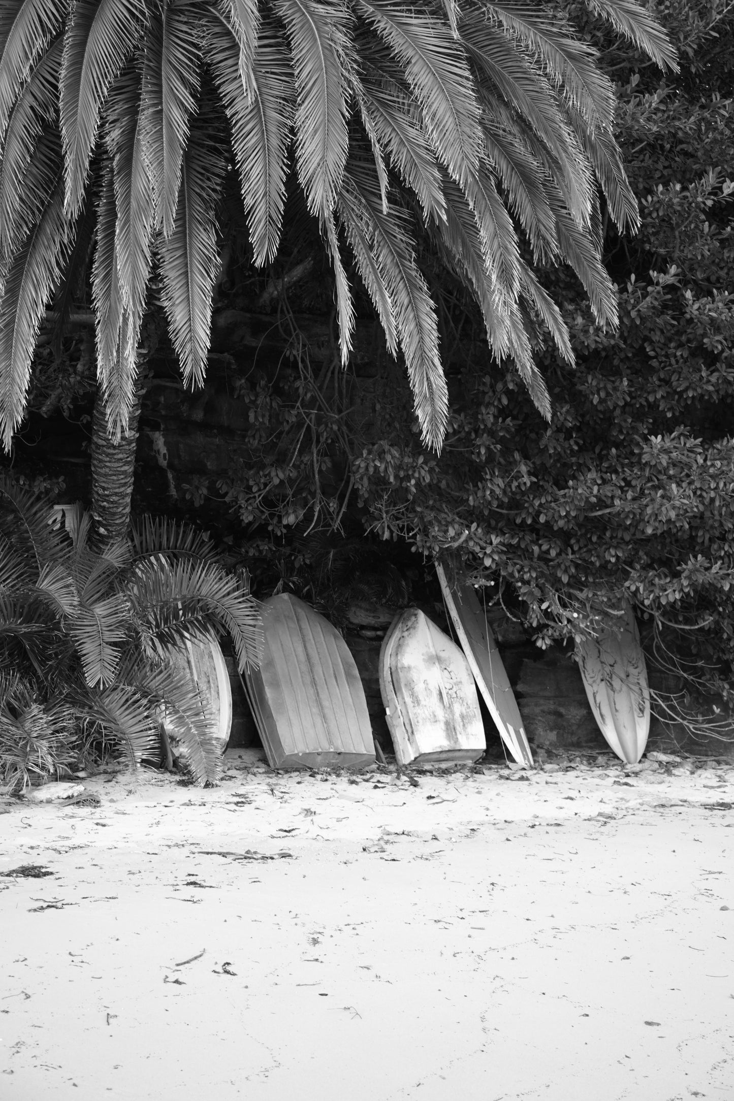 Palm Haven