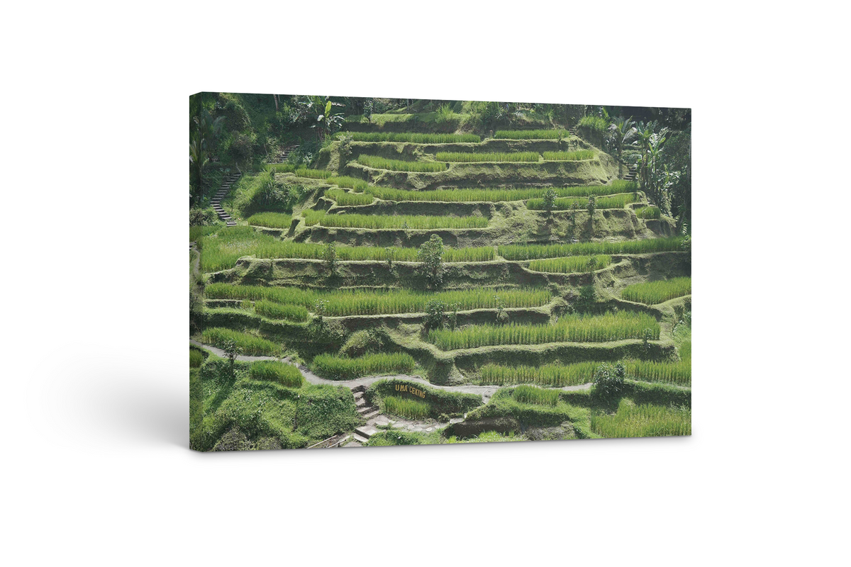 Rice Terrances