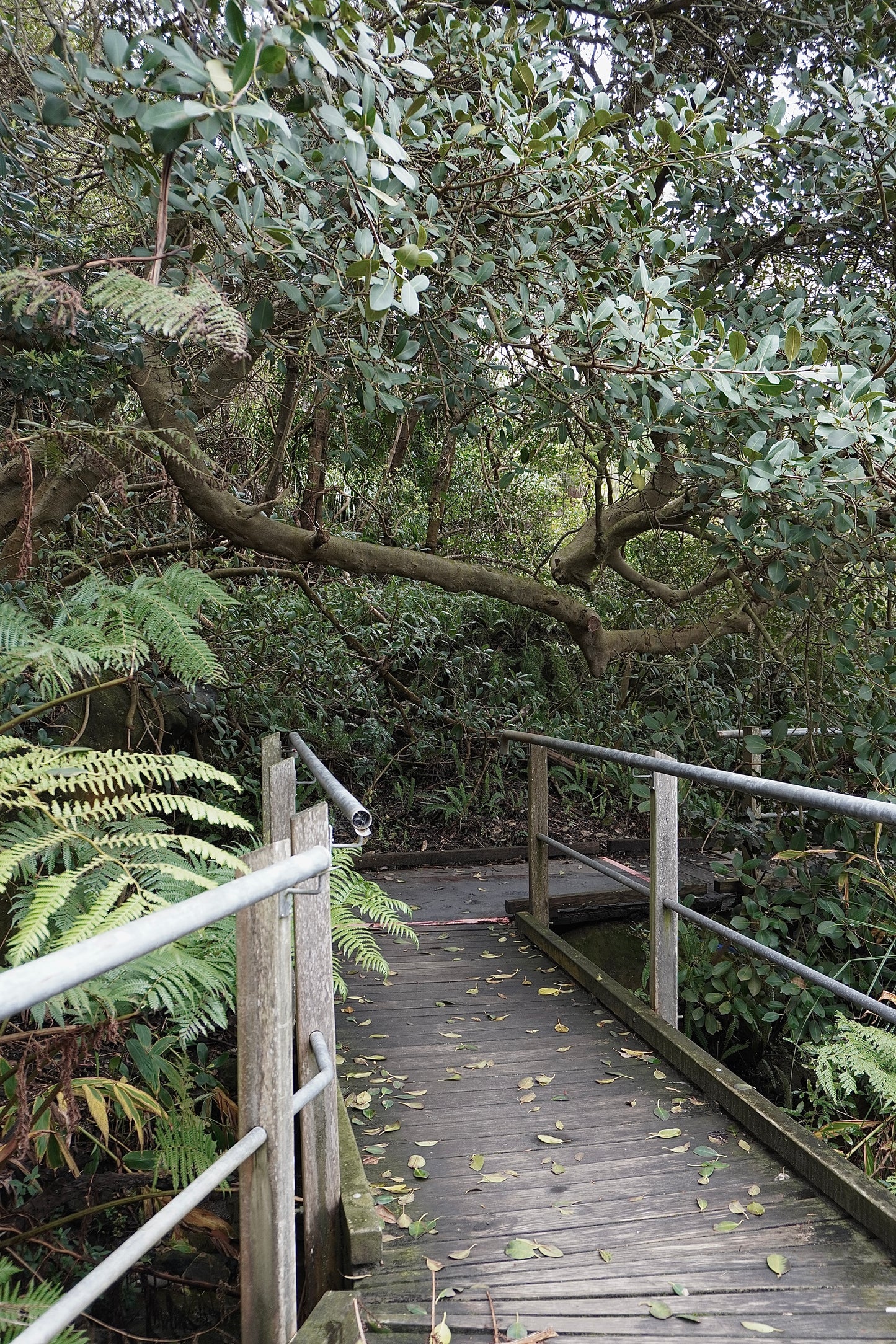 Tropical Lane