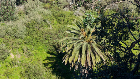 Palm Tree