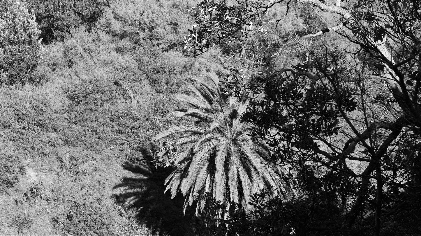 Palm Tree