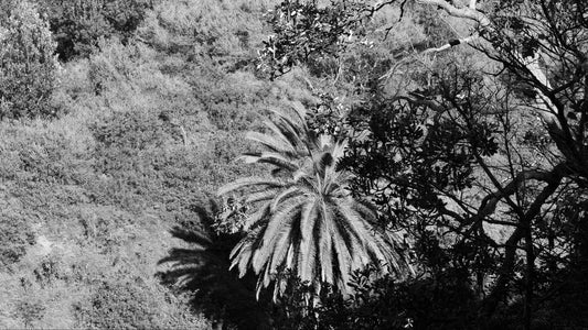 Palm Tree