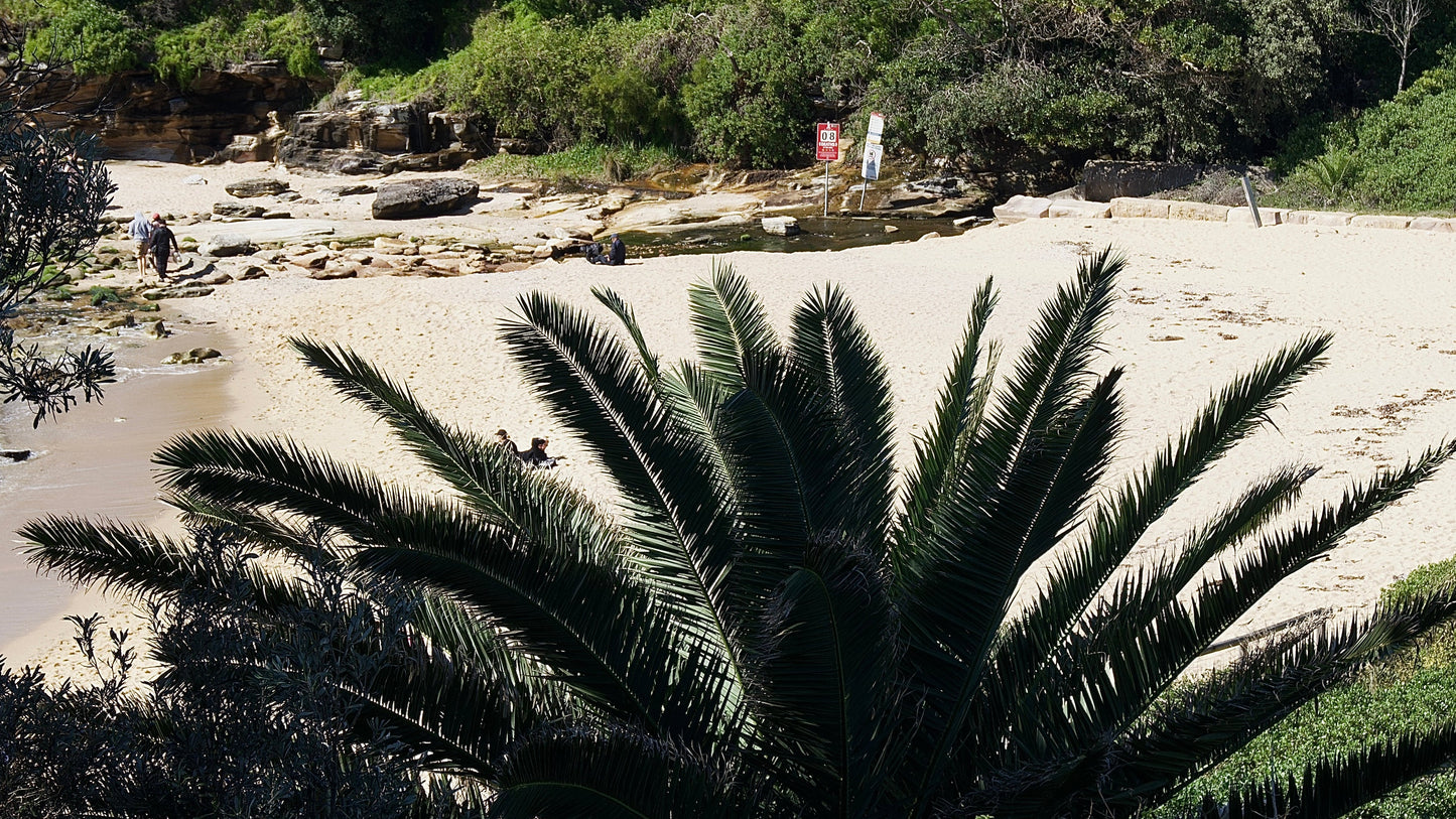 Palm