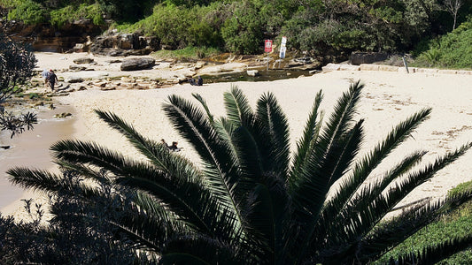 Palm