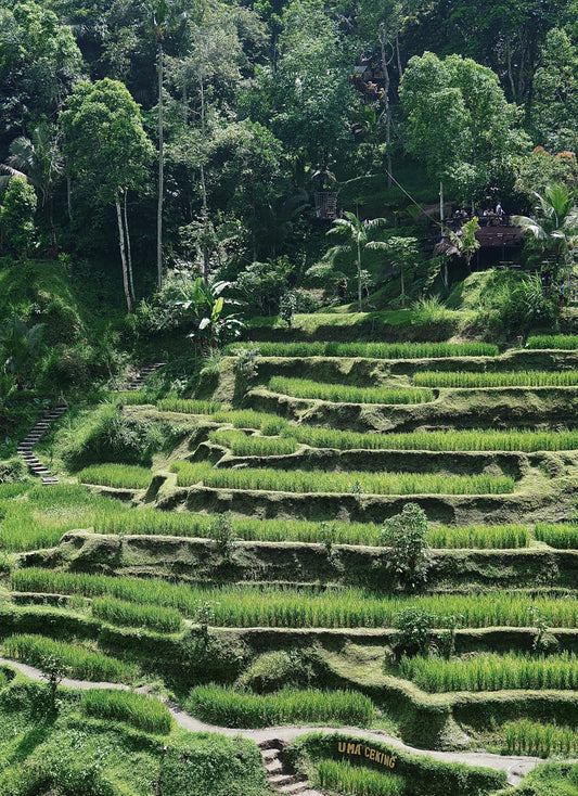 Tegallalang