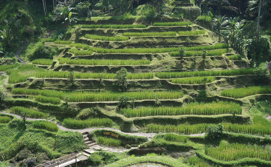 Rice Terrances