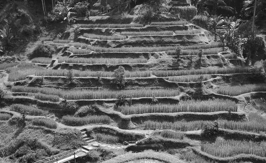 Rice Terrances