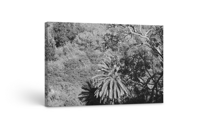 Palm Tree