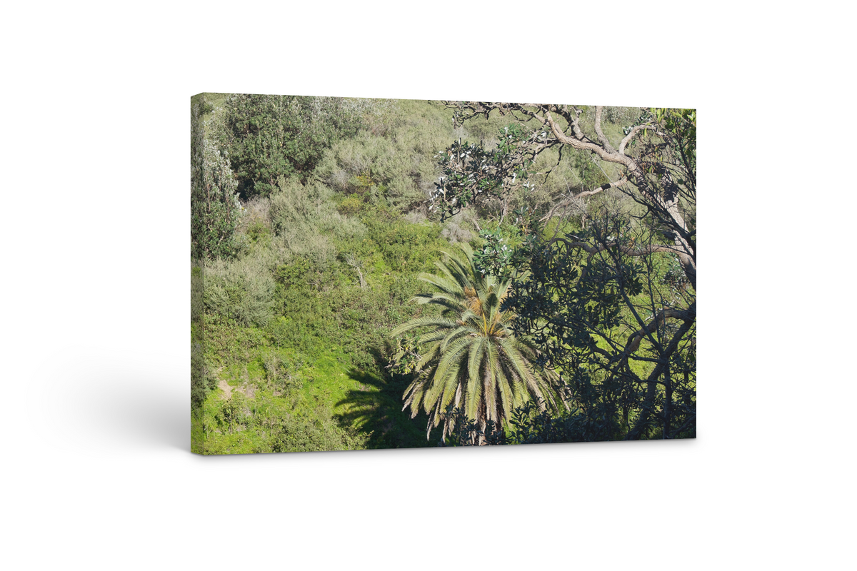 Palm Tree