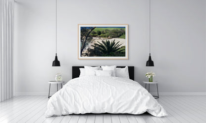 Palm